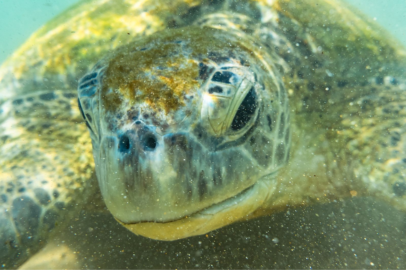 Hikkaduwa