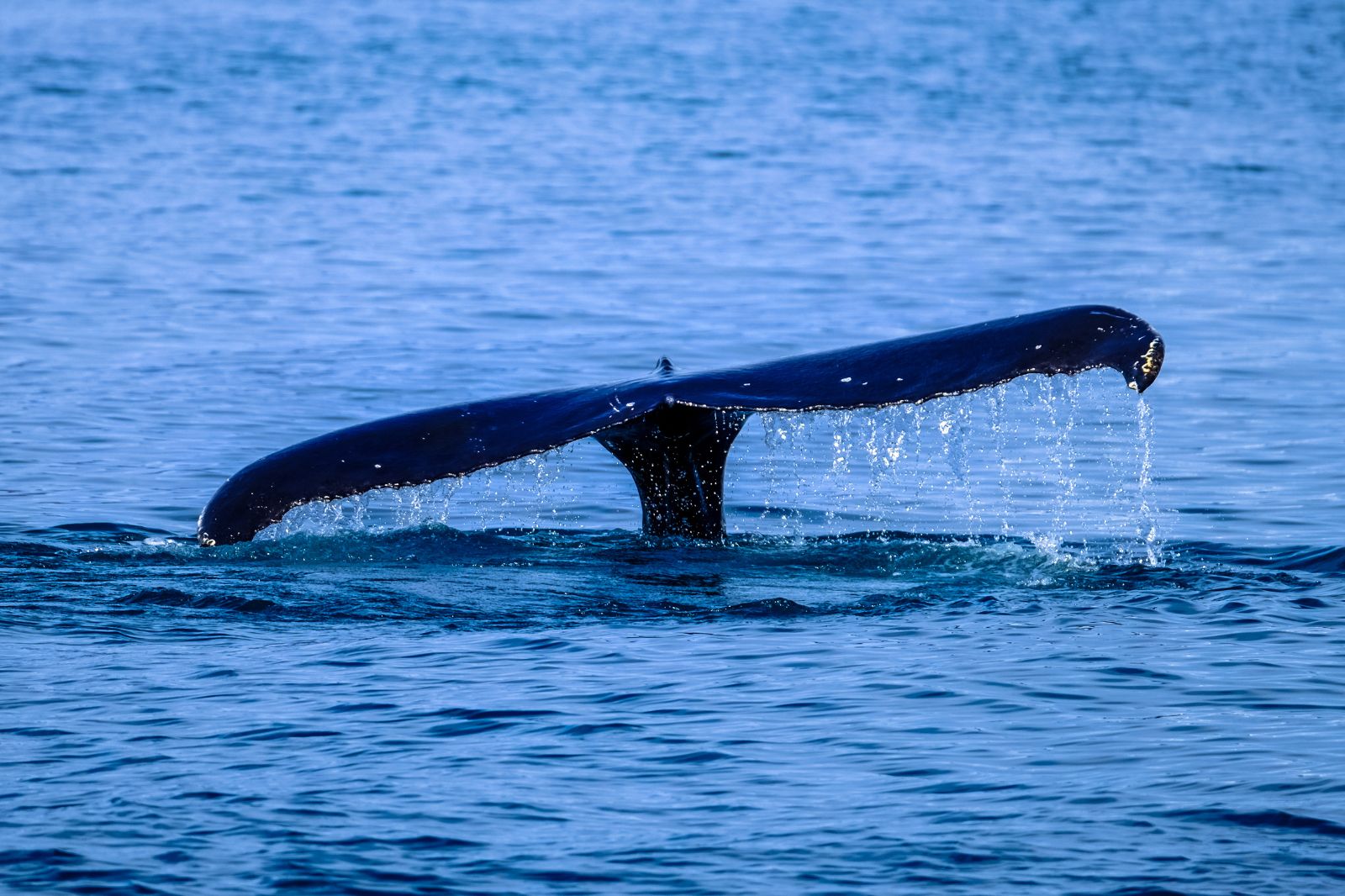 Whale Watching